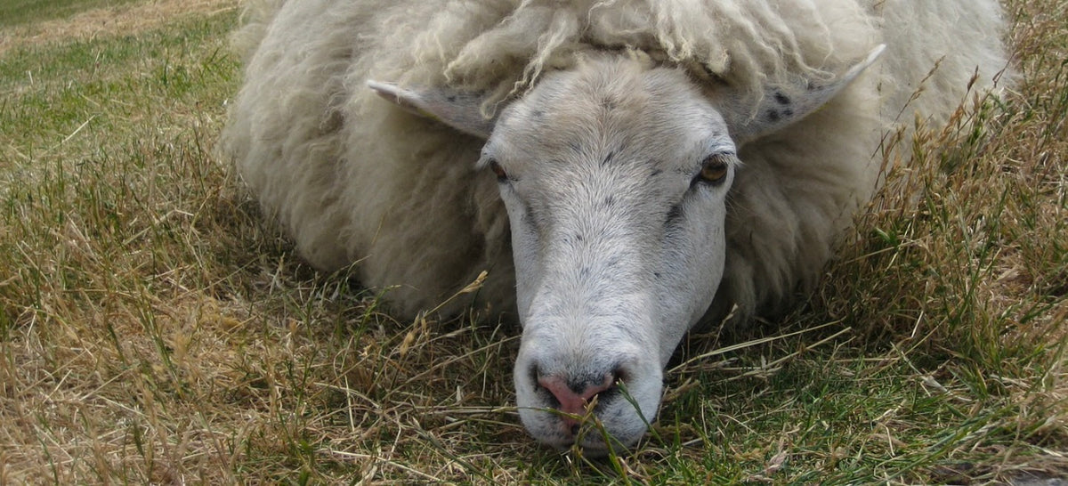 sheep